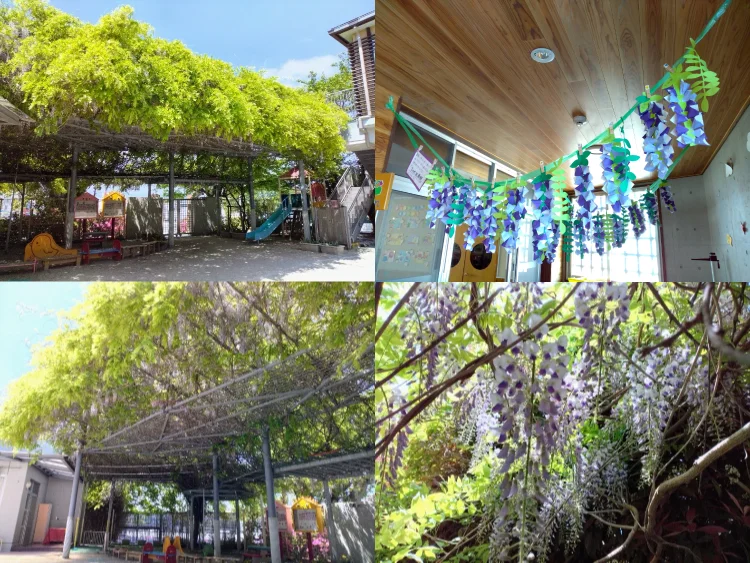 藤棚の写真(福岡県久留米市)