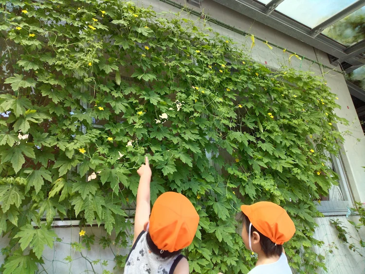 ゴーヤのカーテンの写真(福岡県久留米市)