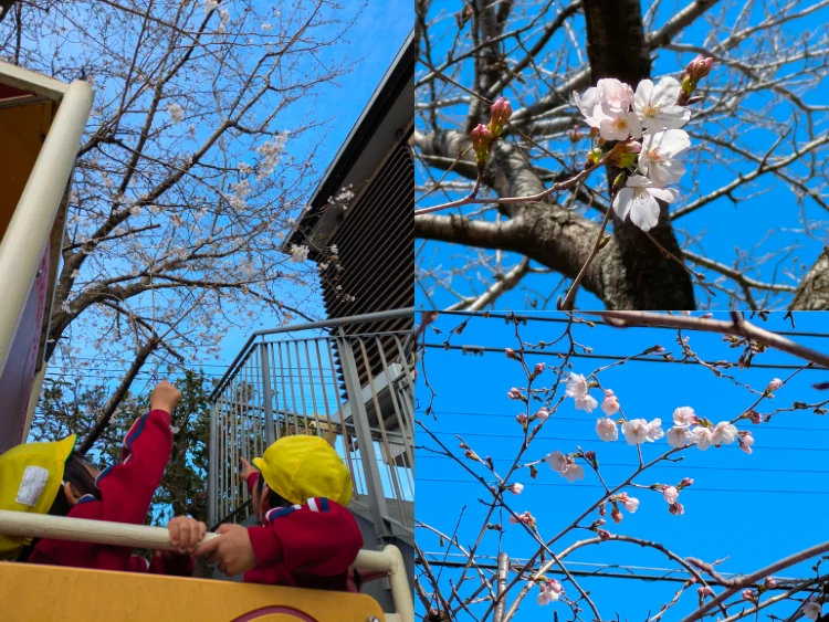 開花宣言の外観