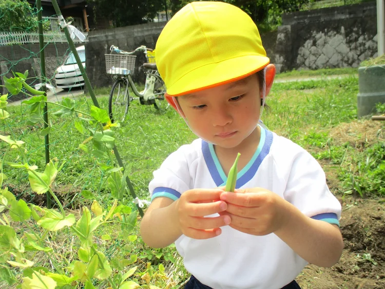 スナップえんどう収穫の写真(福岡県久留米市)